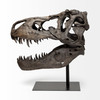 Lagrane 19L x 11W Brown Resin Tyrannosaurus T Rex Dinosaur Skull Replica