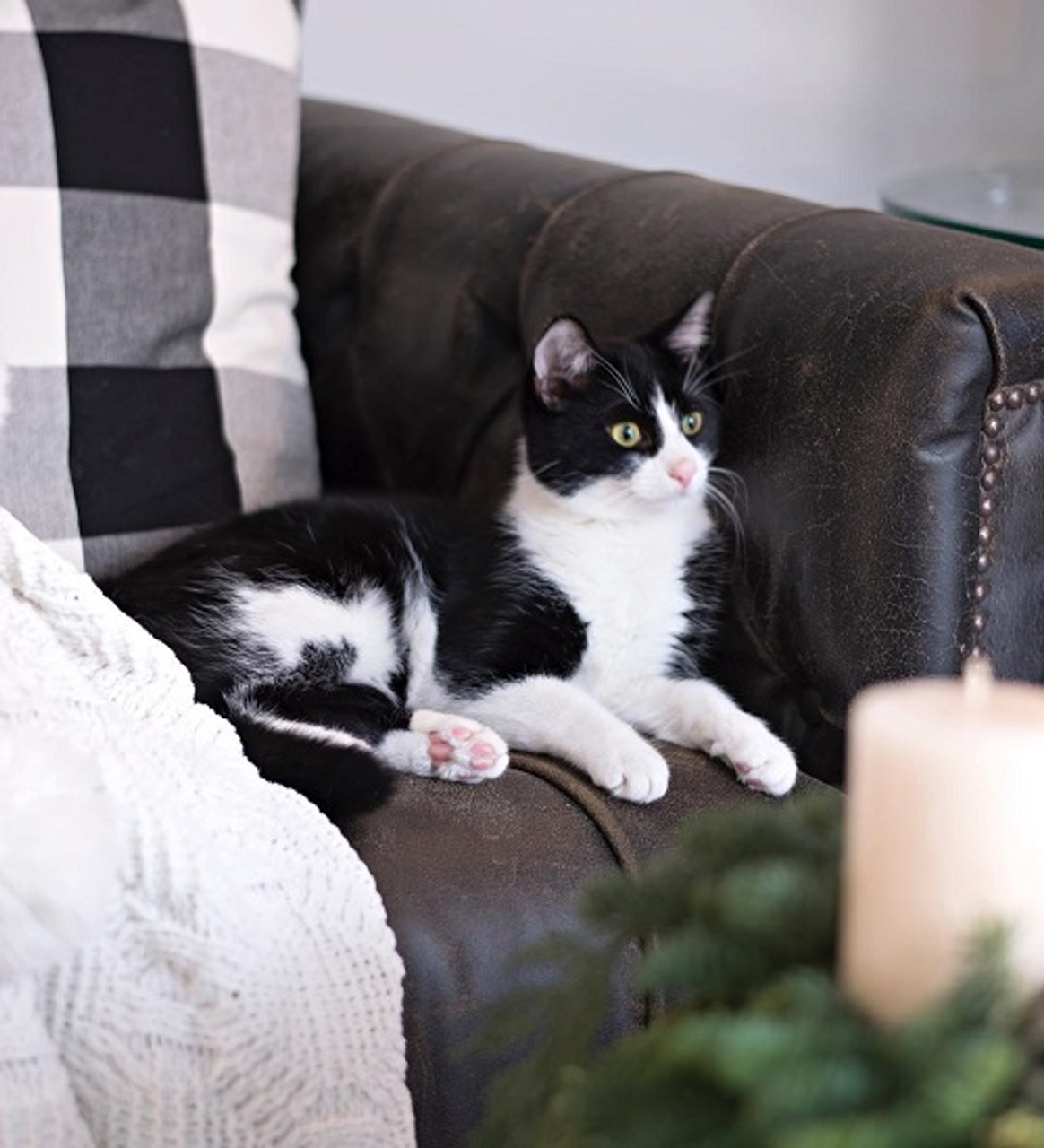 Your Guide to Finding Pet Friendly Furniture