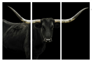 Black Long Horn Triptych