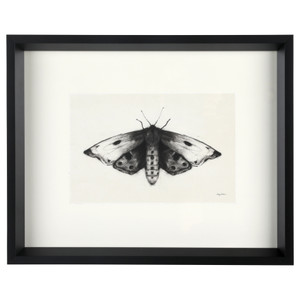 Moth I 17"