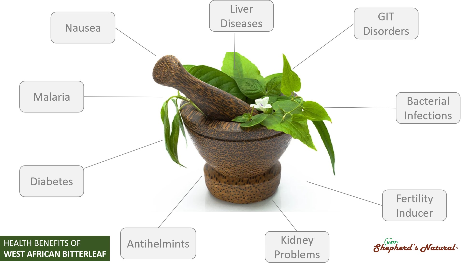 Bitter Leaf Vernonia Amygdalina by HATF's Shepherd's Natural
