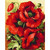 Red Flowers - DIY Painting By Numbers Kits
