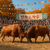 Cheongdo Bullfighting Festival - South Korea - DIY Painting By Numbers Kit