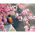 Bird On Sakura Tree - DIY Painting By Numbers Kit