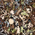 Wooden Puzzle Dartmouth Hall