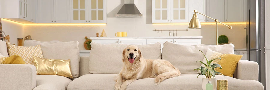 Pet-Friendly House Design: LED Lights for Dogs, Cats & More Dog sitting on sofa with kitchen undercabinet warm LED strip lighting in the background