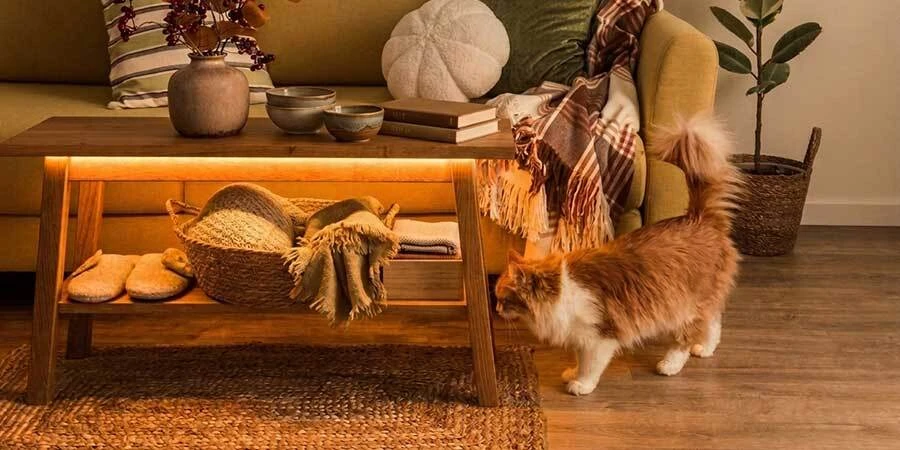 Cat in living room next to table with warm LED strip lighting