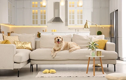 Pet-Friendly House Design: LED Lights for Dogs, Cats & More