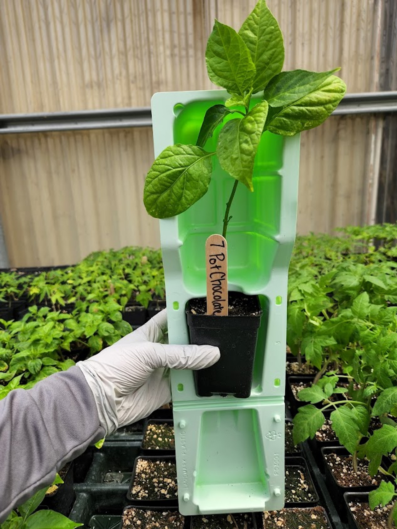 Cal Poly Pomona Nursery