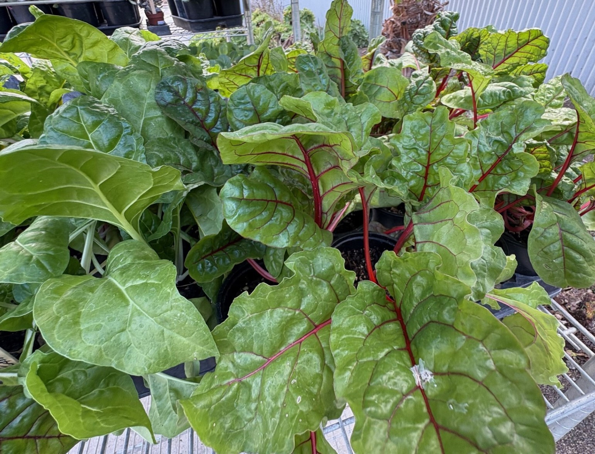 Tomato Plant Variety List 2025