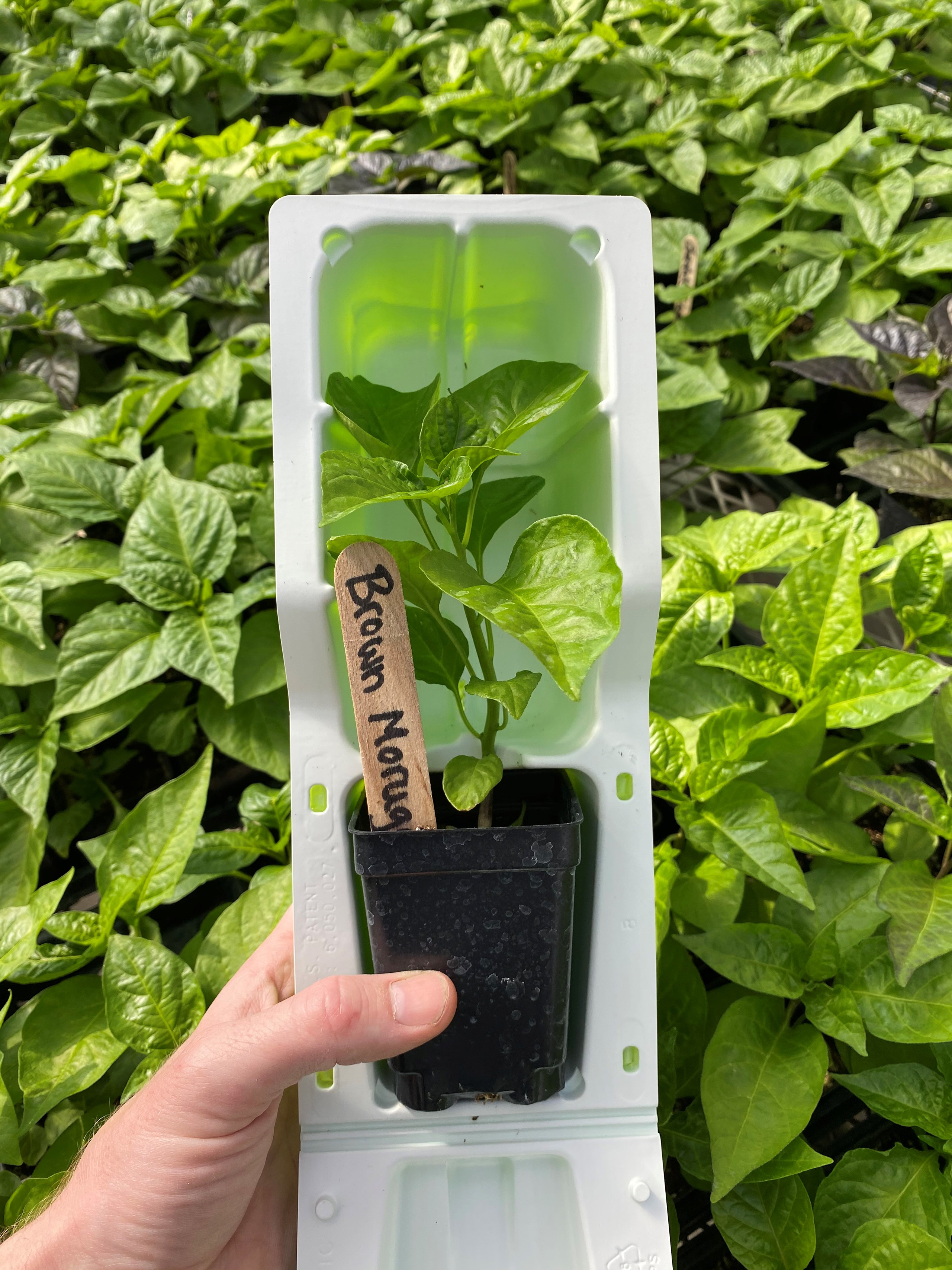 Cal Poly Pomona Nursery