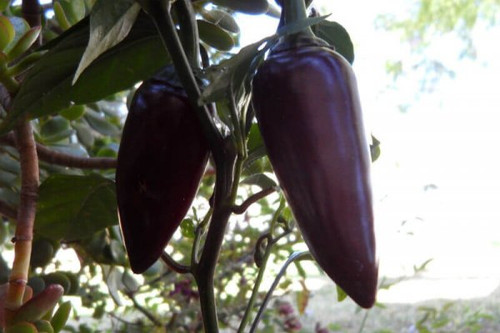 Pepper Jalapeño Purple 