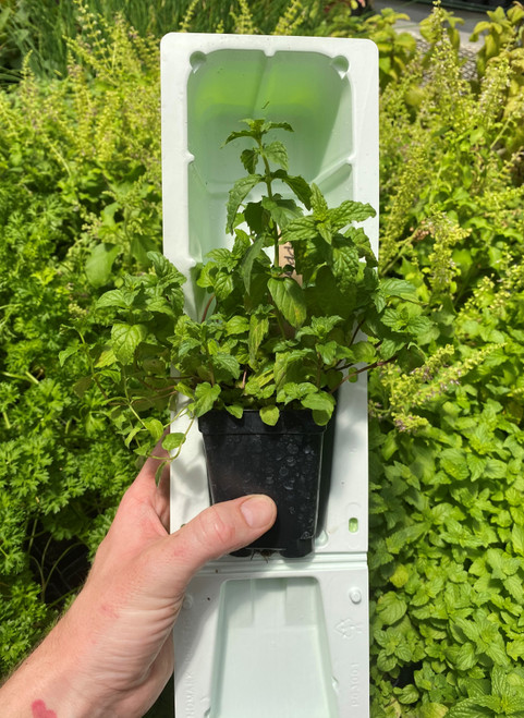 Peppermint Plant in clam, shell container for shipping