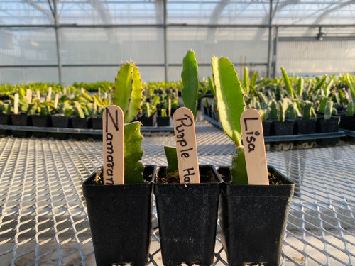 Dragon Fruit in 3" pot for Shipping or Curbside Pick-Up (Plants are under 8") Dragon Fruit in 3" pot for Shipping or Curbside Pick-Up (Plants are under 8")