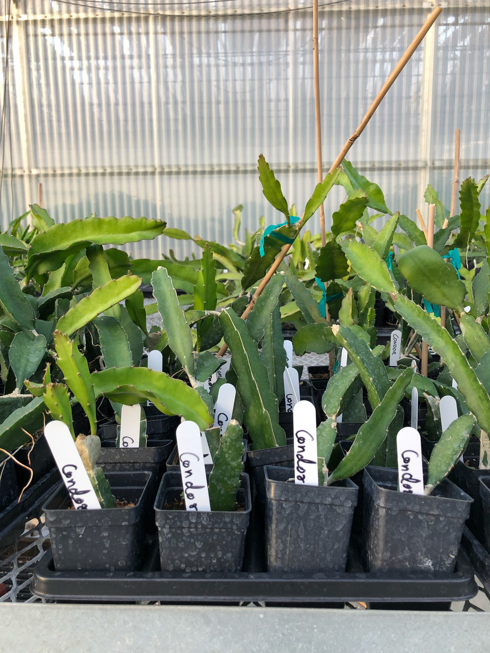 Cal Poly Pomona Nursery