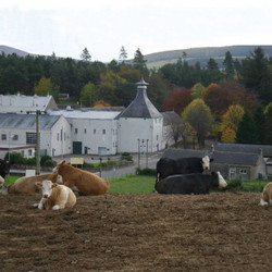 Mannochmore Distillery