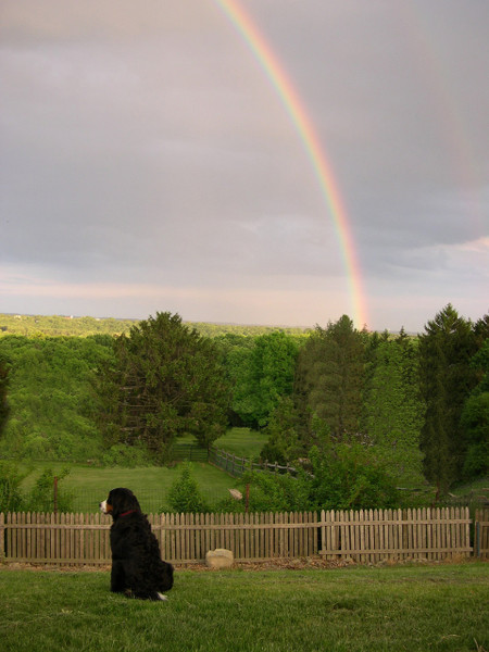 Rainbow Bridge Sympathy Card