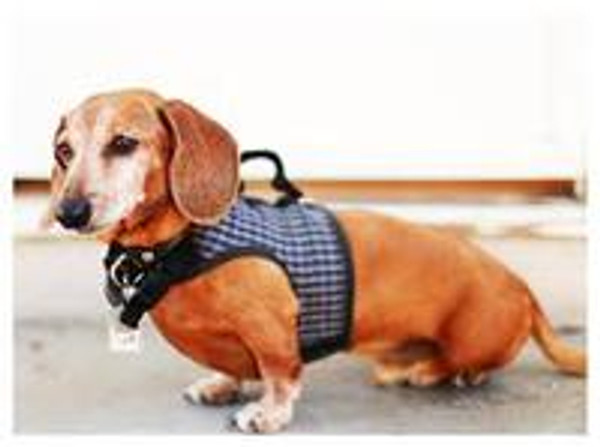 Harness vs Collars for Dachshunds