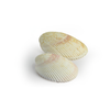 Seashell Candles - Set of 2