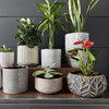 Nova Bowl Planter Nova Bowl Planter