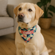 Pet Gifts