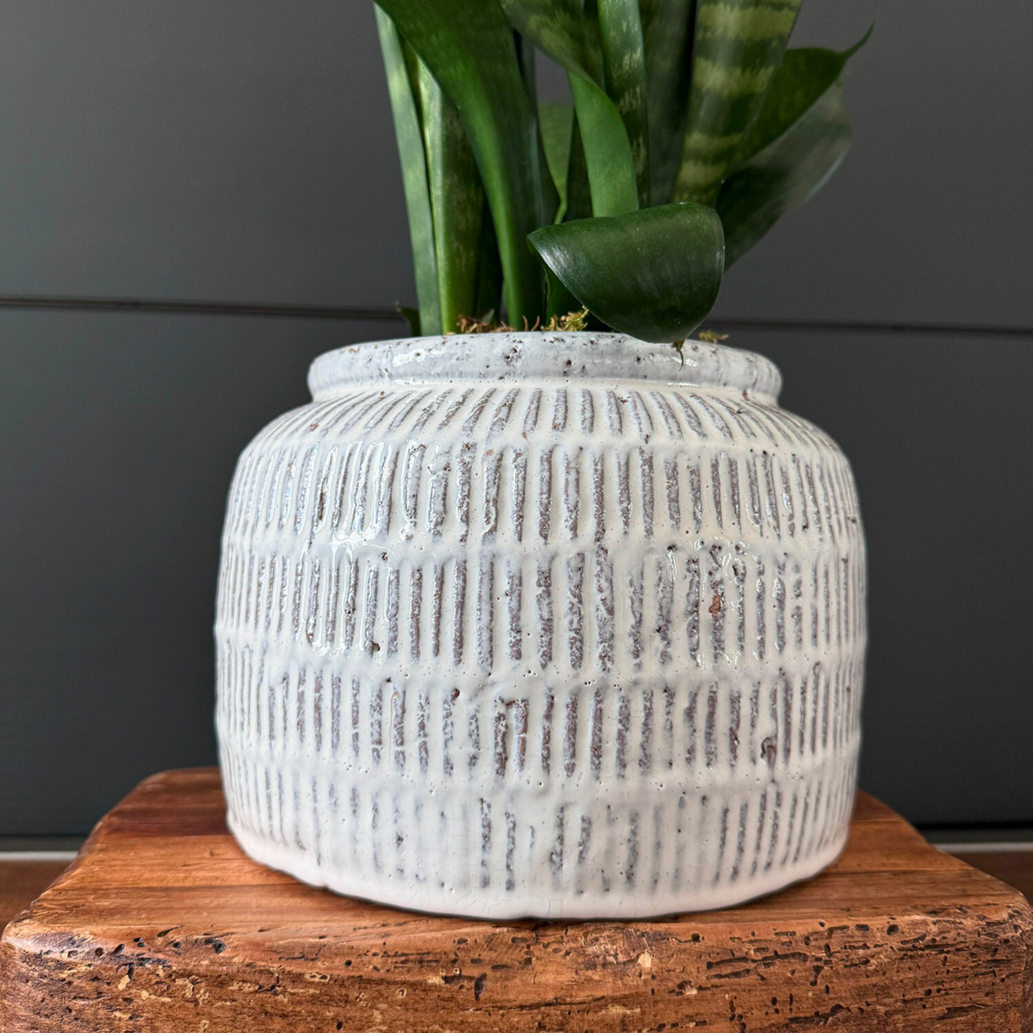 A decorative gold vase filled with a vibrant green plant, showcasing a blend of color and texture.