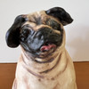 Face of a sweet pug dog.