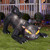 Black cat w turning head M680-SS23623G