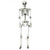 5.4 Feet Halloween Skeleton Life Size Realistic Full Body Hanging B593-AP2114