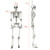 Costway 5.4ft Halloween Christmas Skeleton Life Size Realistic Full Body Hanging with Movable Joint B593-WMAP2114