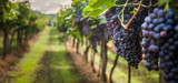 Discovering Chianti: A Toast to Tuscany’s Timeless Red