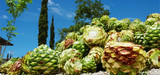 A Spotlight on Mezcal