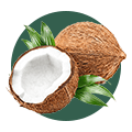 Coconut