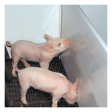 AP PVC Panel Pig Pen Dividers - 24' Length