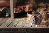 Preparing Your Barn For Winter: Farm Pest Management