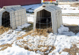 Preparing Your Calf Hutches For Winter Weather