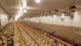 Fly Management For Poultry Houses