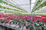 5 Tips For Successful Commercial Greenhouse Growers