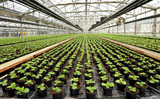 Greenhouse Growing Basics: Greenhouse Heating Systems 