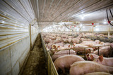 Essential Swine Barn Upgrades to Improve Efficiency