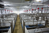 The Benefits of PVC Panels For Livestock Barns