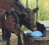 Automated Solutions For Springtime Livestock Watering