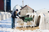 Proper Usage And Maintenance of Calf Hutches