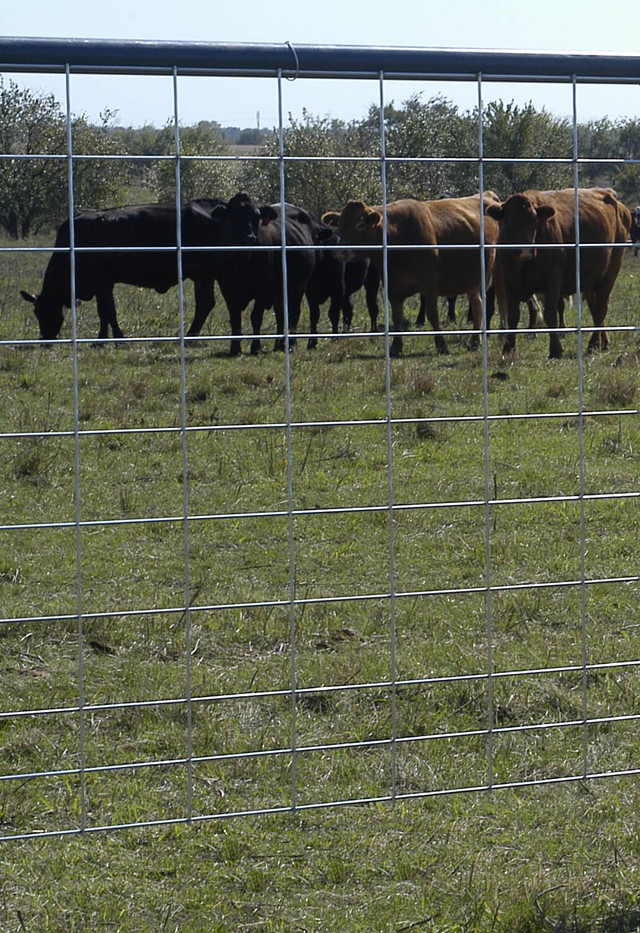 Cattle Panel 16 Ft L X 50 In H 10 Horizontal Wire Galvanized cattle-panel-16-ft-l-x-50-in-h-10-horizontal-wire-galvanized