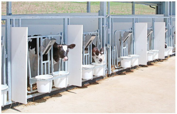 Calf Gates