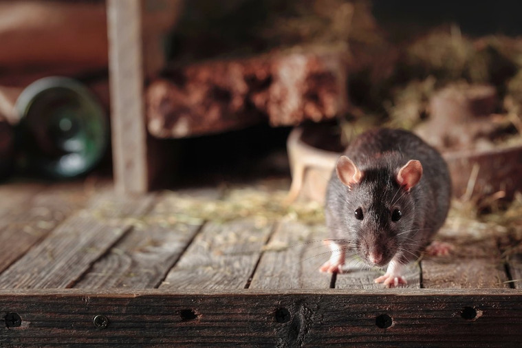 A Balanced Approach to Farm Pest Management