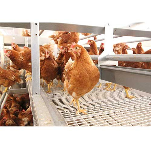 An Overview of Poultry House Flooring Systems