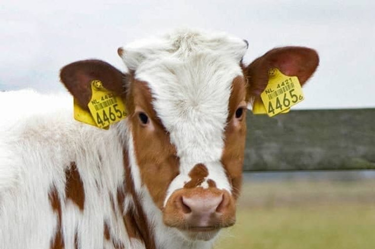 Livestock Marking Systems: Easily Organize the Herd 