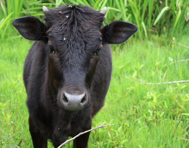 Preparing Your Barn For Summer: Warm Weather Pest Management 