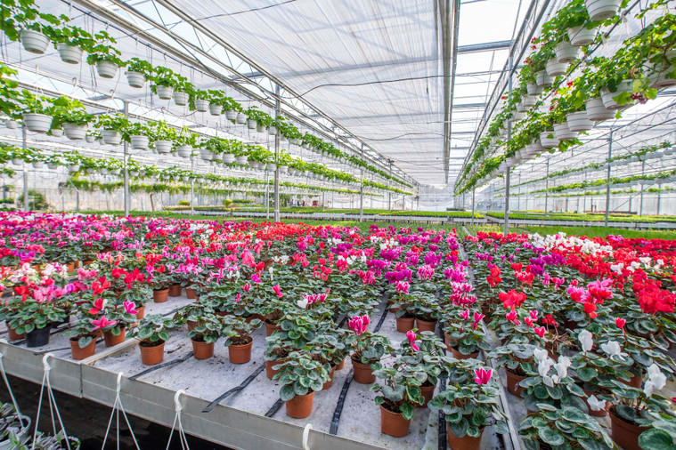 5 Tips For Successful Commercial Greenhouse Growers